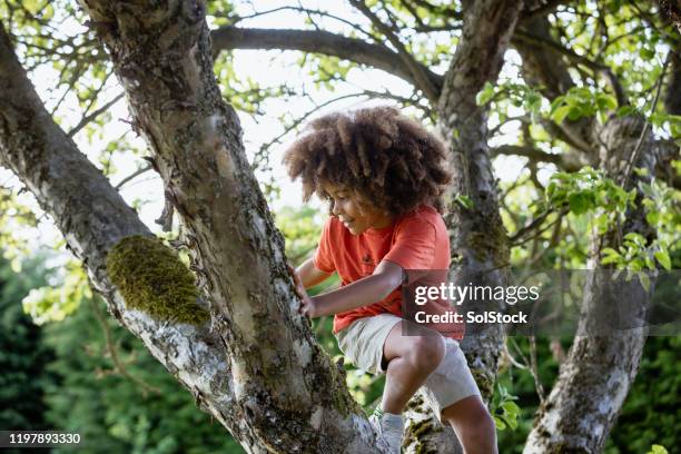 頂上まで登る! - kid in a tree ストックフォトと画像