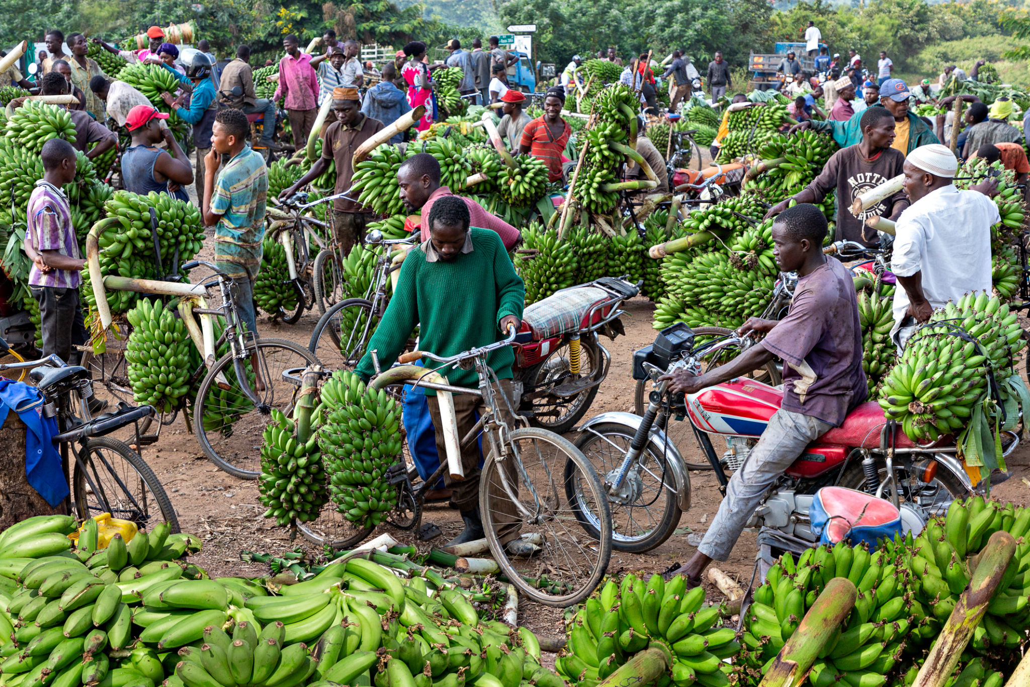 Banana market, Kitwa, Uganda Banana market, Kitwa, Uganda