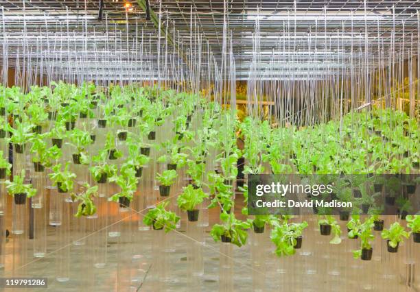 hydroponically grown lettuces. - hydroponics stockfoto's en -beelden