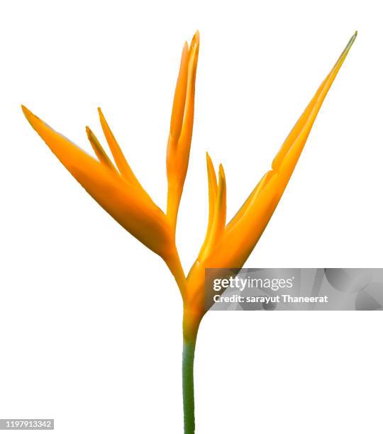 strelitzia isolate tropical flower white background - bird of paradise bird stock pictures, royalty-free photos & images