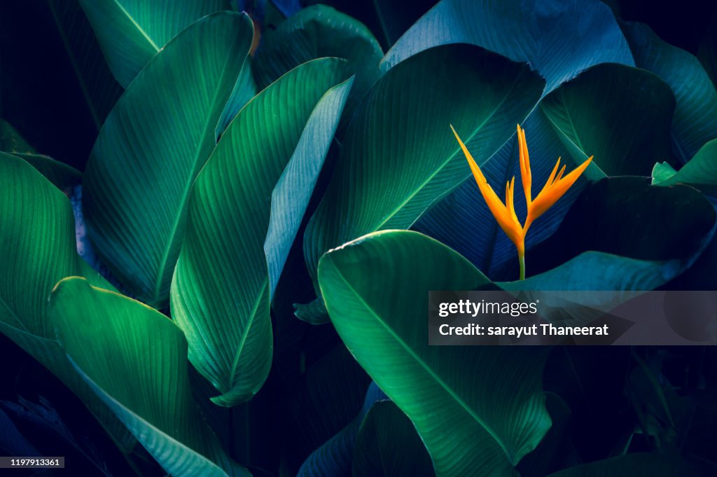 Tropical leaves colorful flower on dark tropical foliage nature background dark green foliage nature