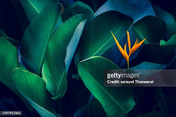 tropical leaves colorful flower on dark tropical foliage nature background dark green foliage nature - weelderige plantengroei stockfoto's en -beelden
