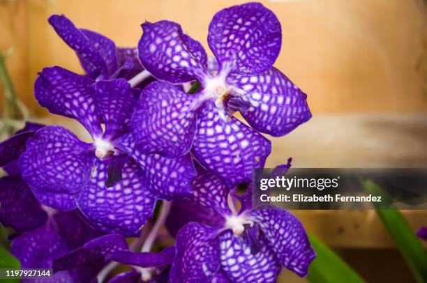 vanda pachara delight - vandaceous stock pictures, royalty-free photos & images