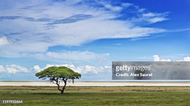 lonely tree, etosha national parc, namibia - acacia tree stock-fotos und bilder