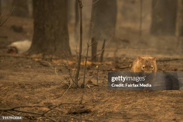 Wildlife struggles to find food, water and shelter after a bushfire swept through bone-dry bushland in the Kangaroo Valley of NSW, January 5, 2020.