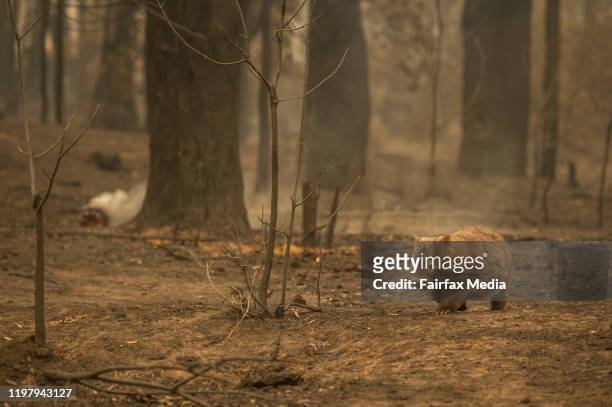 Wildlife struggles to find food, water and shelter after a bushfire swept through bone-dry bushland in the Kangaroo Valley of NSW, January 5, 2020.