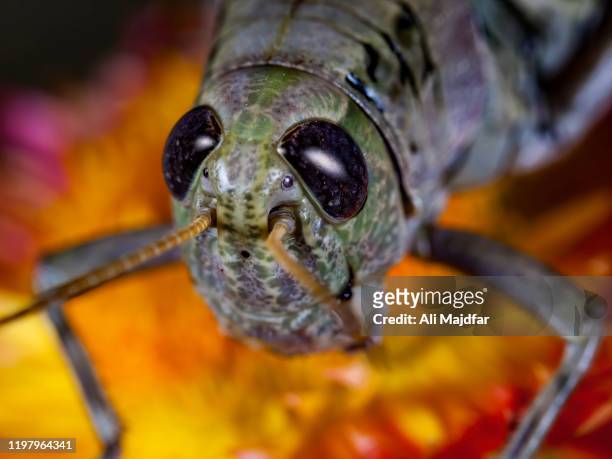 grasshopper - gafanhoto imagens e fotografias de stock