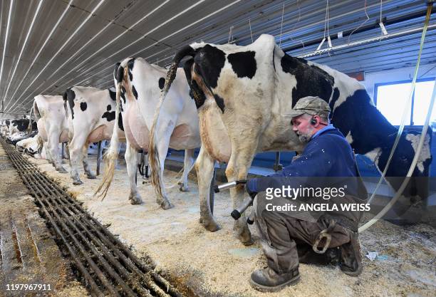 Tollgate farm employee Dave Schillawski milks cows at Tollgate farm on January 17, 2020 in Ancramdale, New York. - Aux Etats-Unis, un petit...