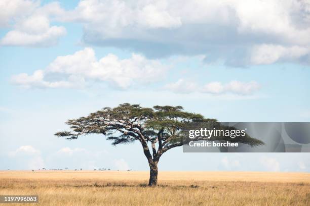 acacia tree in africa - umbrella thorn acacia tree stock pictures, royalty-free photos & images