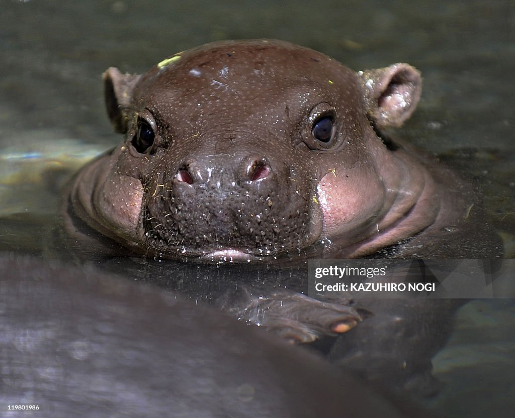 A baby Pygmy hippopotamus takes a bath i