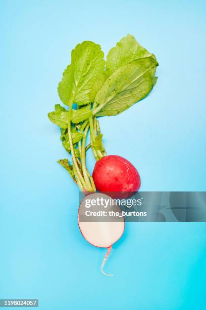 still life of a sliced radish on blue background - radijs stockfoto's en -beelden