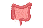 Human intestines anatomy . Abdominal cavity digestive and excretion internal organ. Small and colon intestine with duodenum rectum and appendix vector illustration