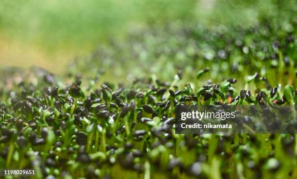 closeup of young sunflower seeds sprouts in the greenhouse - microgreen stock pictures, royalty-free photos & images