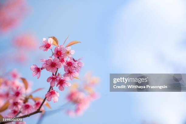 cherry blossom - cerezos en flor fotografías e imágenes de stock