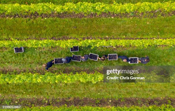 Mist rolls across The Nyetimber Vineyard on England's South Downs on September 27, 2019 in Petworth, United Kingdom.