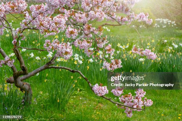 beautiful pink flowers of the spring flowering magnolia shrub in an english garden - magnolia tree in bloom stock pictures, royalty-free photos & images