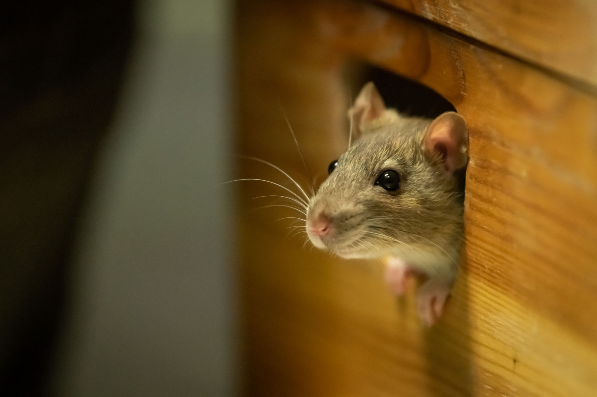 rodents in house