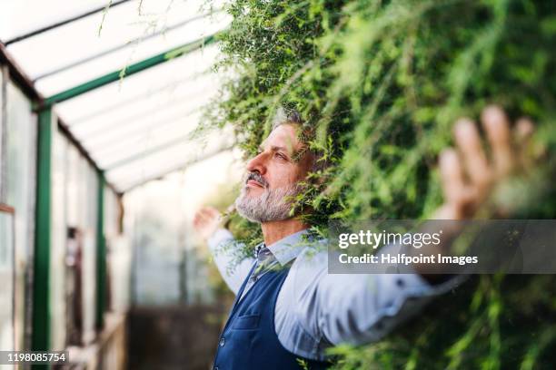 a portrait of mature man standing in greenhouse, green business concept. - bart stock-fotos und bilder