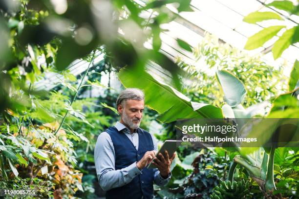 a portrait of mature man with tablet standing in greenhouse, green business concept. - ecosistema fotografías e imágenes de stock