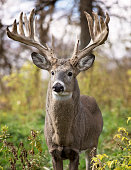 Whitetail deer buck in rut