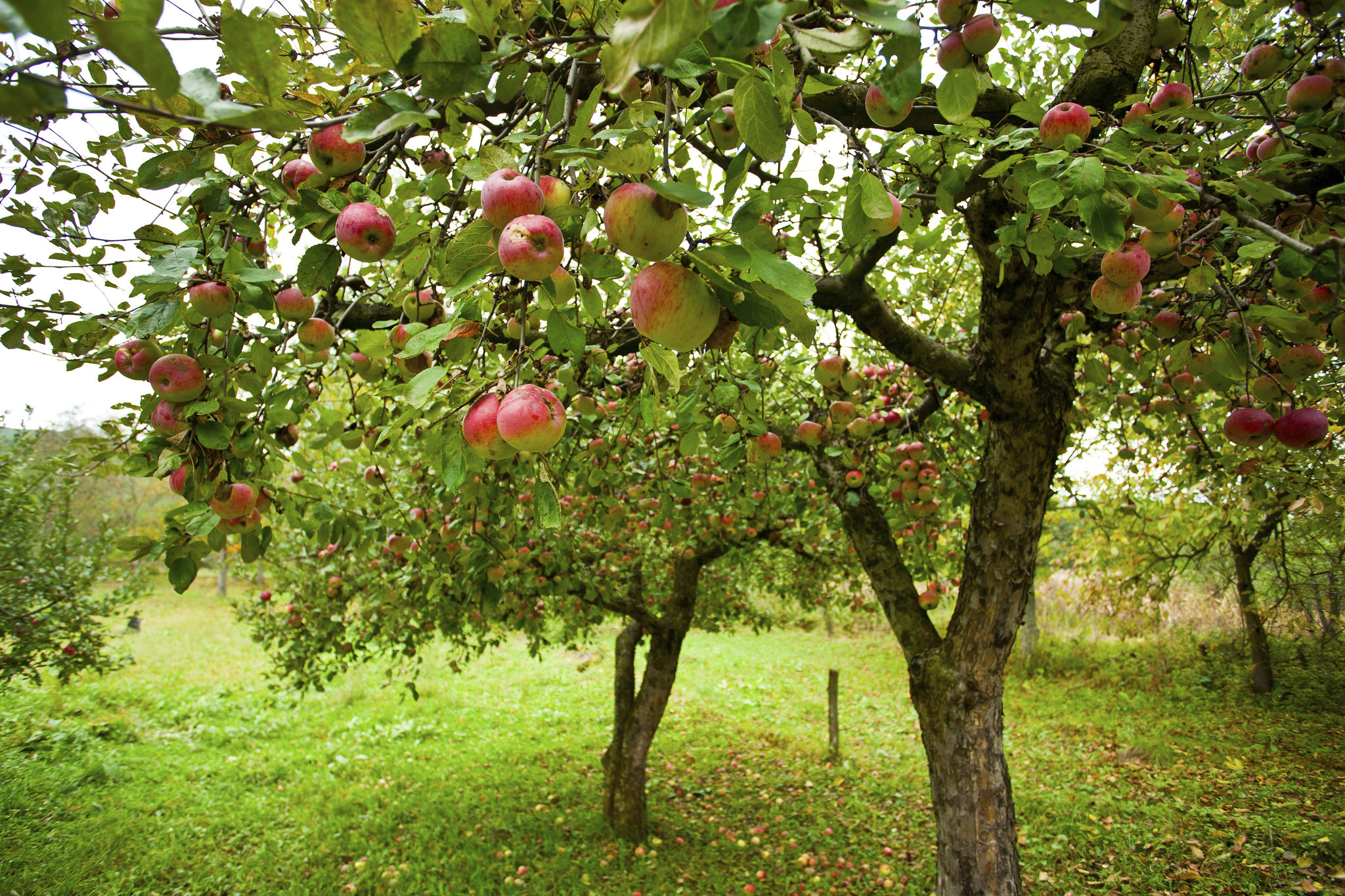 Apple trees with red apples Apple trees with red apples