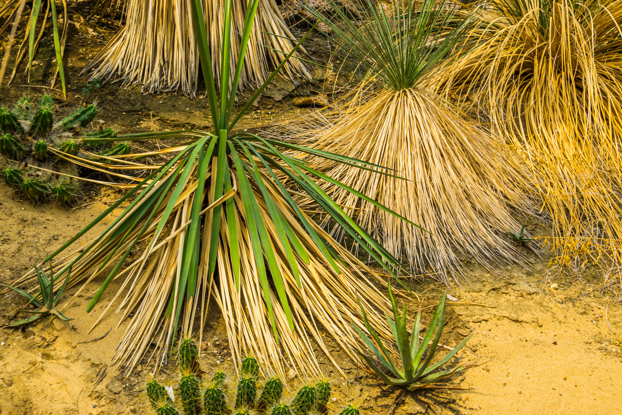 ethnobotanical plants