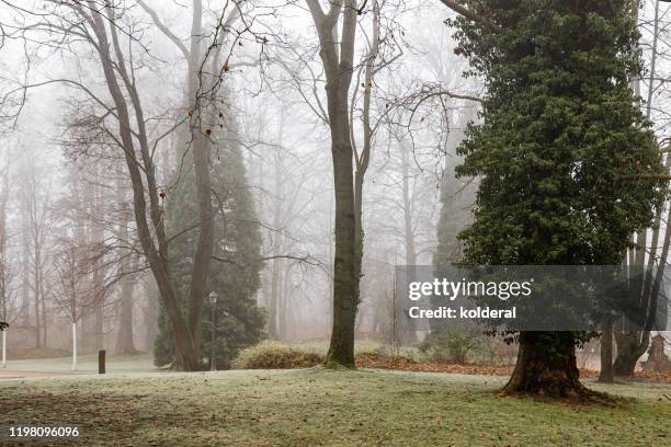 fog in public park in strasbourg - kale boom stockfoto's en -beelden