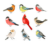 Winter birds flat vector illustrations set. Different wintertime songbirds isolated on white background. Red cardinal and bullfinch, blue tit and sparrow. Cute tufted titmouse, robin and jay.