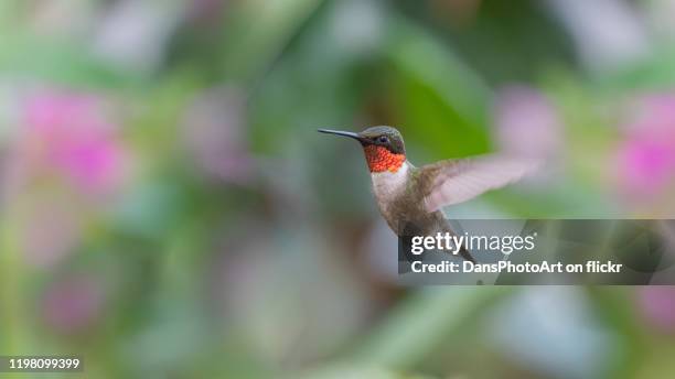 spirit of the garden - ruby throated hummingbird stock pictures, royalty-free photos & images