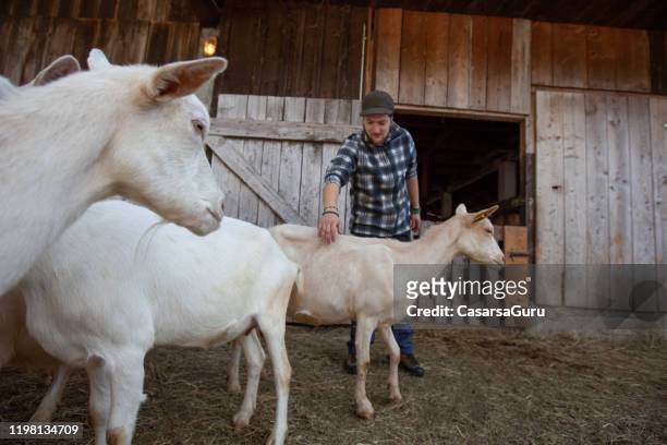 veterinarian stroking the back of a friendly goat - stock photo - saanen stock pictures, royalty-free photos & images