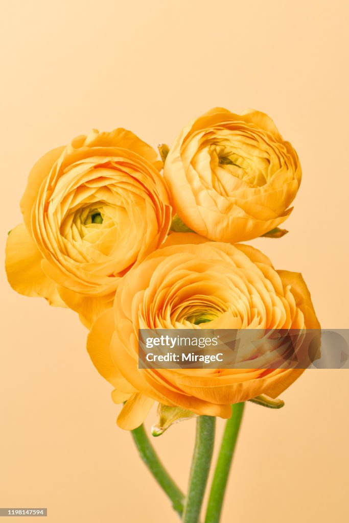 Butter Yellow Ranunculus Yellow Ranunculus Buttercup Flower High-Res Stock Photo - Getty Images