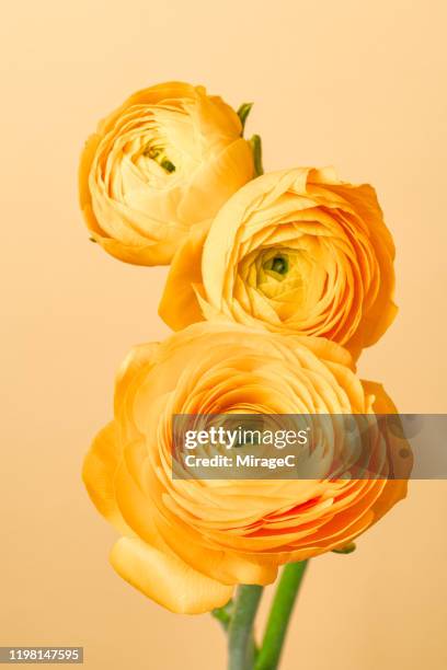 yellow ranunculus buttercup flower - ranúnculo - fotografias e filmes do acervo