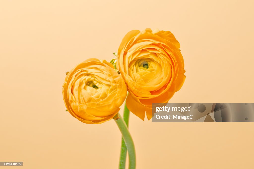 Butter Yellow Ranunculus Yellow Ranunculus Buttercup Flower High-Res Stock Photo - Getty Images