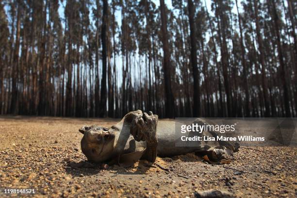Dead koala is seen amongst Blue Gum trees in the bushfire ravaged outskirts of the Parndana region on January 08, 2020 on Kangaroo Island, Australia....
