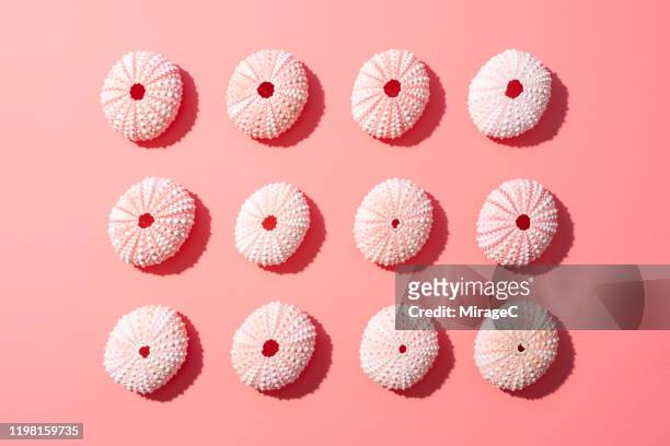 neatly arranged pink seashell - sea urchin stockfoto's en -beelden