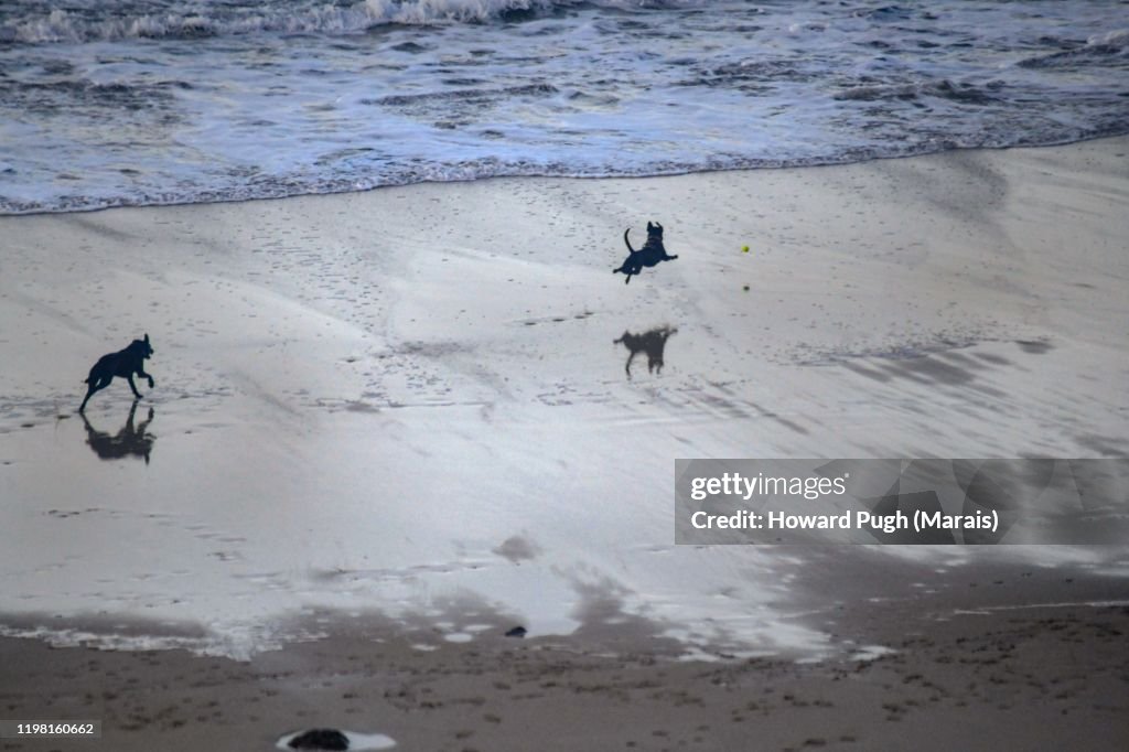 A Dog's Beach