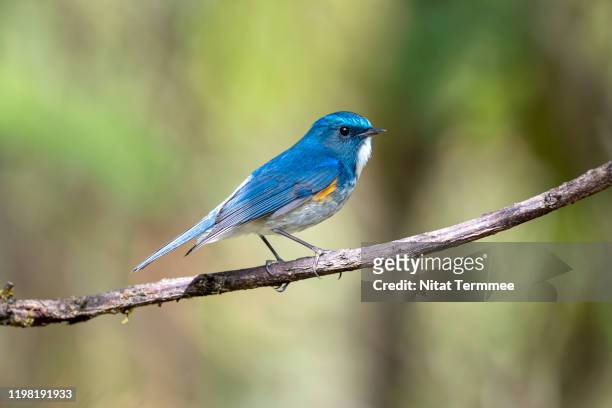 the himalayan bluetail or himalayan red-flanked bush-robin also called the orange-flanked bush-robin (tarsiger rufilatus) is a small passerine bird that was formerly classed as a member of the thrush family turdidae. found in real nature nothern of thaila - birds nest ストックフォトと画像