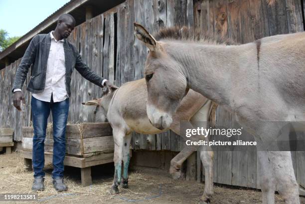 January 2020, Kenya, Naivasha: Raphael Ngome, an employee of an animal shelter, stands in the enclosure of the donkeys. Ngome also regularly inspects...