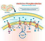 Oxidative phosphorylation vector illustration. Labeled metabolism scheme.