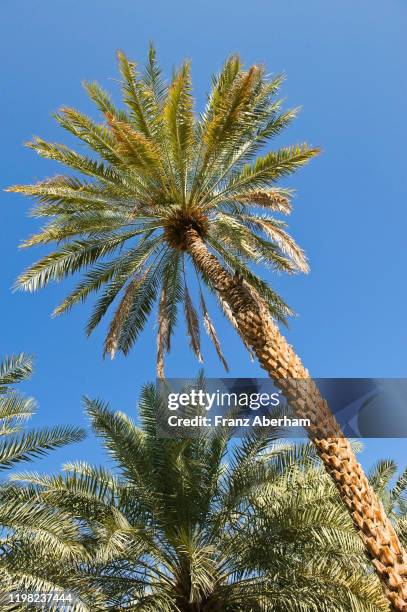 date palm tree, al-mudairib, oman - date palm tree stock pictures, royalty-free photos & images