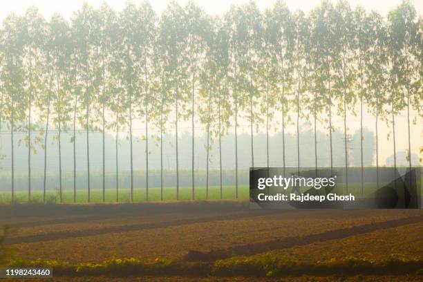 punjab village road with row of eucalyptus trees - punjab stock pictures, royalty-free photos & images