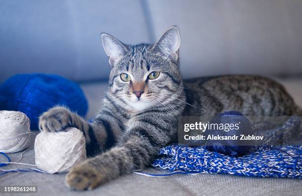 a house cat is lying on an unbound knitting project or a wool sweater, looking at the camera. the kitten is playing with a ball of yarn, put his paw on a skein of thread. selective focus. tinted photo - blue sweater stockfoto's en -beelden