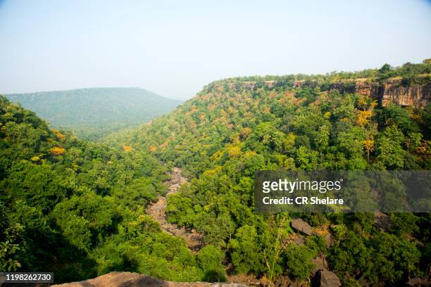 forest of panna national park, india. - nature reserve stock pictures, royalty-free photos & images