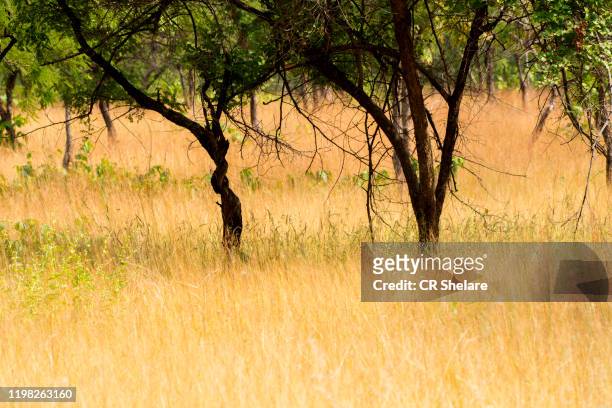 forest of panna national park, india. - nature reserve stock pictures, royalty-free photos & images