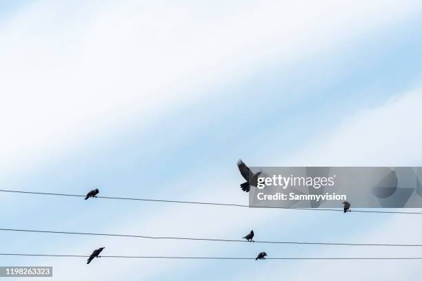 crows on power line - telephone line stock pictures, royalty-free photos & images