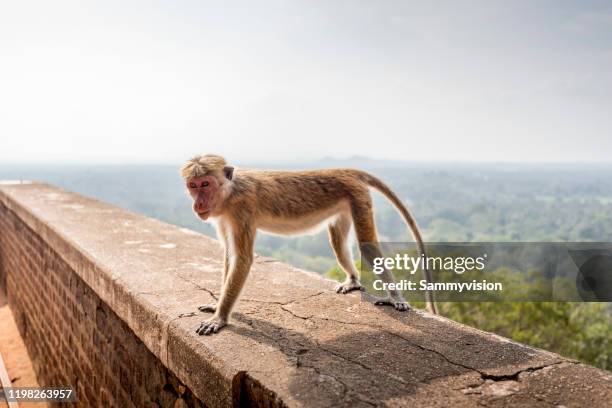 monkey on sigiriya lion rock - evolution monkey stock pictures, royalty-free photos & images