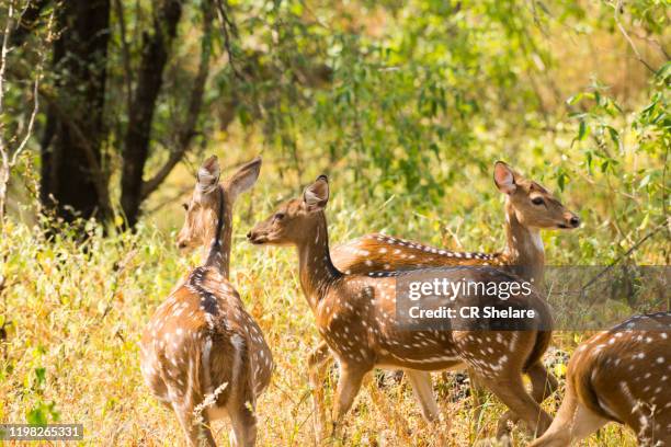 spotted dear or chital in panna national park, india. - bandipur national park imagens e fotografias de stock