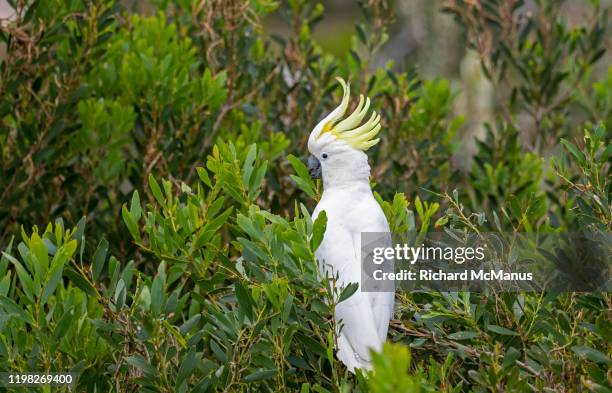 sulphur crested cockatoo. - cacatúa fotografías e imágenes de stock