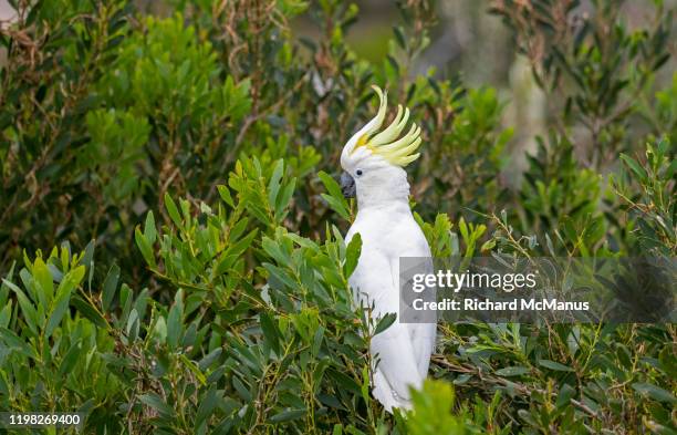 sulphur crested cockatoo. - cockatoo stock pictures, royalty-free photos & images