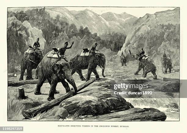 elephants removing timber from river, chindwin forest, burma - lumberjack stock illustrations